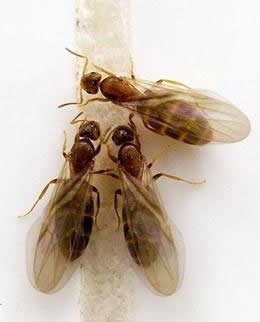 浅谈苍南县休闲食品行业发展的思考‘十大外围足球平台app’(图2) 十大外围足球平台app