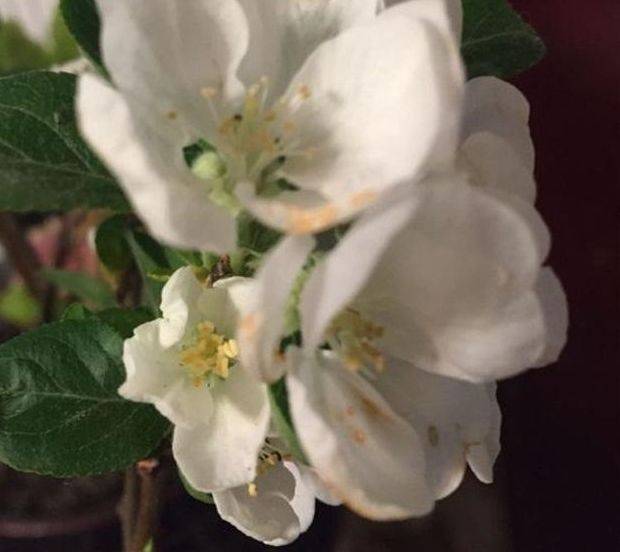 
再见“绿萝” 阳台养此种果树 赏花、吃果两不误 好养又易活“十大外围足球大平台”(图4)