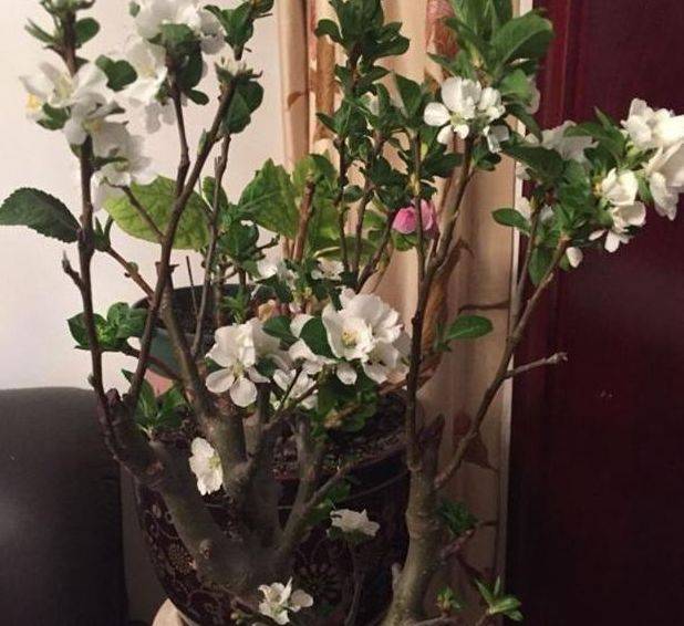 
再见“绿萝” 阳台养此种果树 赏花、吃果两不误 好养又易活“十大外围足球大平台”(图8)