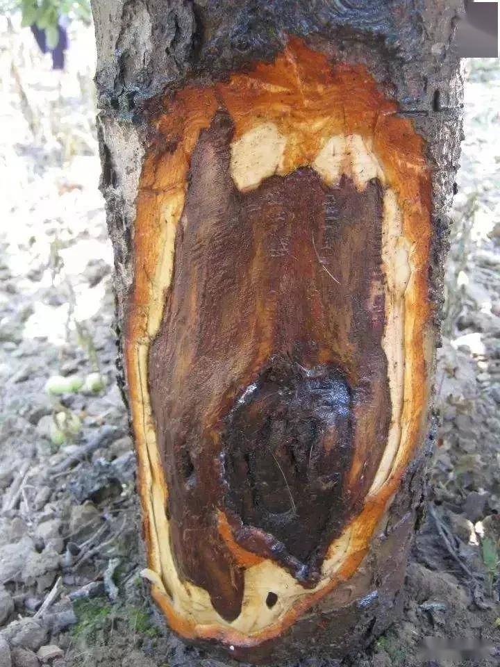 果树伤口掩护剂并不神秘!自己在家也能配!配方公然了|十大外围足球大平台(图3)
果树伤口掩护剂并不神秘!自己在家也能配!配方公然了|十大外围足球大平台(图3)