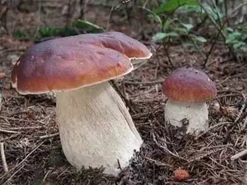 【十大外围足球平台app手机版】我校召开“高端外国专家引进计划”申报说明会(图1) 十大外围足球平台app手机版