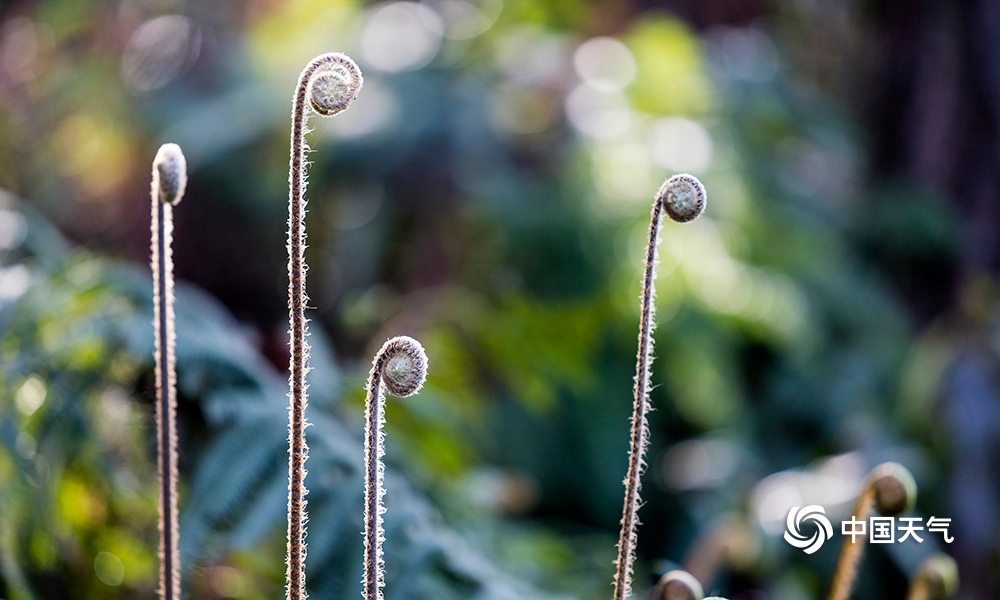 中共南京林业大学纪律检查委员会召开第二次全体会议布置下半年工作任务:十大外围足球平台app手机版(图3) 十大外围足球平台app