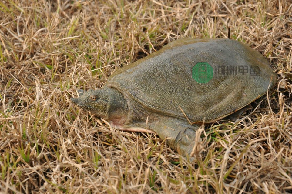 十大外围足球大平台