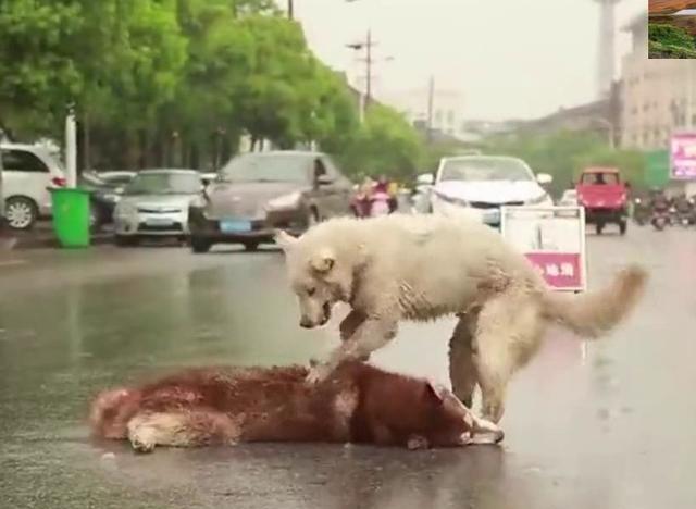 十大外围足球平台app手机版