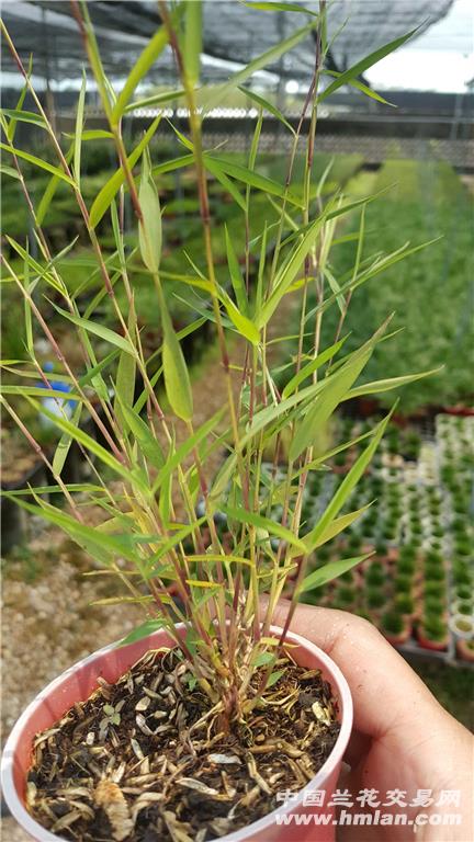 ‘十大外围足球平台app手机版’【壮丽七十年 | 人物】“轴”教授朱政贤(图1) 十大外围足球大平台