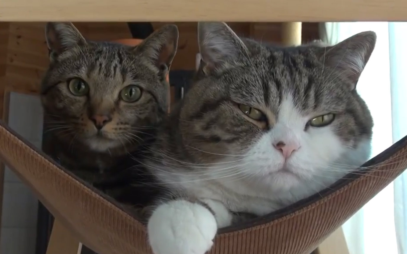 十大外围足球平台app