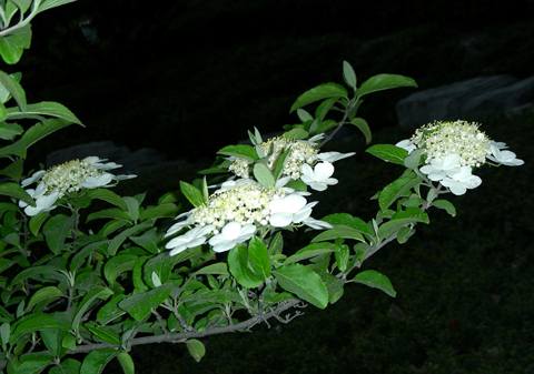 十大外围足球平台app手机版