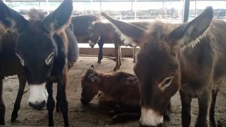 十大外围足球平台app手机版