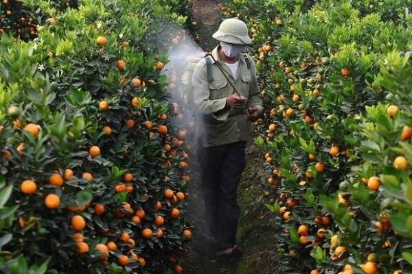 
柑橘全年打药时间表_十大外围足球平台app手机版(图4)